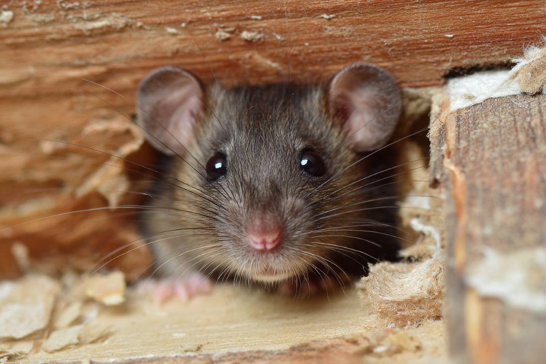 Common Pests to Watch for During a Remodel